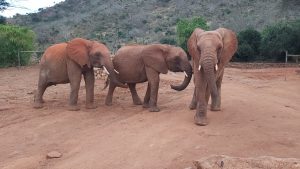 V.l.n.r.: Tundani, Arruba und Ndotto (c) Sheldrick Wildlife Trust
