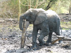 Zongoloni (c) Sheldrick Wildlife Trust