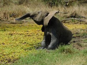 Zongoloni (c) Sheldrick Wildlife Trust