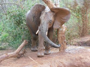Enkikwe (c) Sheldrick Wildlife Trust