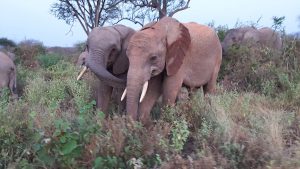 Garzi und Barsilinga (c) Sheldrick Wildlife Trust