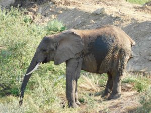 Kilaguni (c) Sheldrick Wildlife Trust