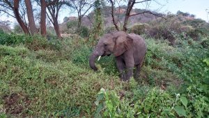 Ndiwa (c) Sheldrick Wildlife Trust