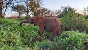 Olsekki (c) Sheldrick Wildlife Trust