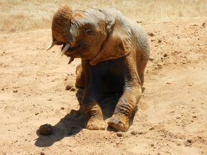 Enkesha (c) Sheldrick Wildlife Trust