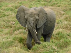 Jasiri (c) Sheldrick Wildlife Trust