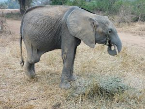 Luggard beim Luzernefressen (c) Sheldrick Wildlife Trust