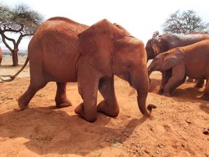 Mbegu beim Wälzen im Dreck (c) Sheldrick Wildlife Trust