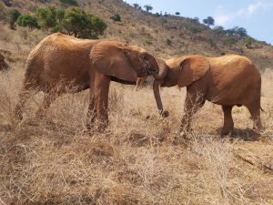 Ngilai (links) und Emoli (rechts) (c) Sheldrick Wildlife Trust