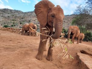 Rorogoi (c) Sheldrick Wildlife Trust