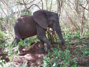 Sonje (c) Sheldrick Wildlife Trust
