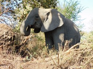 Zongoloni (c) Sheldrick Wildlife Trust