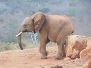 Barsilinga beim Kratzen (c) Sheldrick Wildlife Trust