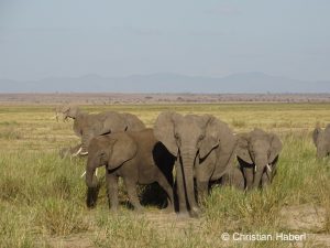 Auch unter den Amboseli-Elefanten gibt es stoßzahnlose Individuen.