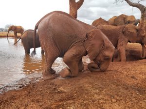 Embu beim Yoga (c) Sheldrick Wildlife Trust