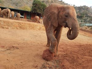Godoma (c) Sheldrick Wildlife Trust