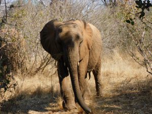 Kalama (c) Sheldrick Wildlife Trust