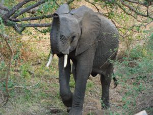 Kithaka schiebt Wache (c) Sheldrick Wildlife Trust