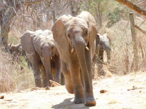 Kuishi führt die Gruppe zur Suhle (c) Sheldrick Wildlife Trust