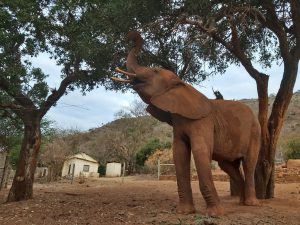 Mashariki (c) Sheldrick Wildlife Trust