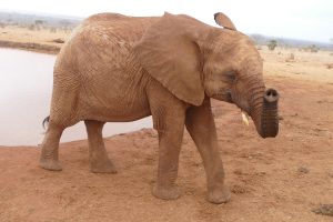 Ndotto hat keine Lust zum Baden (c) Sheldrick Wildlife Trust