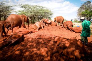 Die Nairobi-Waisen in ihrem Element (c) Sheldrick Wildlife Trust