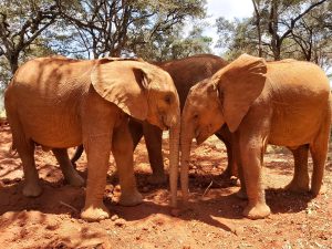 Roho und Naleku (c) Sheldrick Wildlife Trust