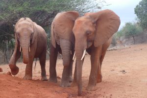 v.l.n.r.: Tahri, Ndii und Kenia (c) Sheldrick Wildlife Trust