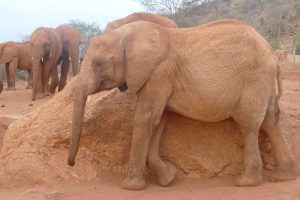 Tamiyoi (c) Sheldrick Wildlife Trust