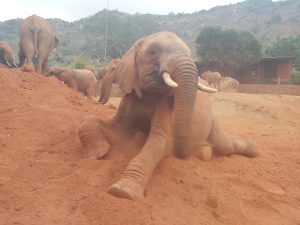 Tundani beim morgendlichen Wälzen im Dreck (c) Sheldrick Wildlife Trust