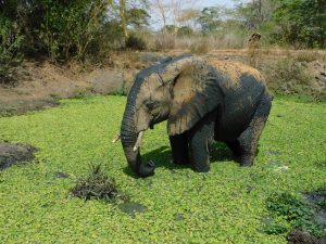 Alamaya (c) Sheldrick Wildlife Trust