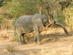 Ngasha (c) Sheldrick Wildlife Trust