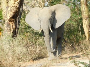 Ziwa (c) Sheldrick Wildlife Trust