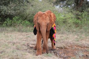 Bondeni (c) Sheldrick Wildlife Trust
