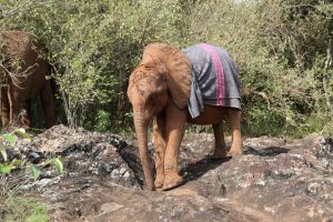 Bondeni (c) Sheldrick Wildlife Trust