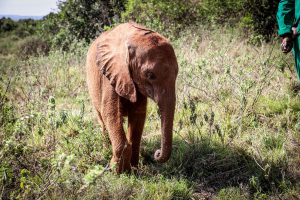 Bondeni (c) Sheldrick Wildlife Trust