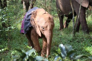 Bondeni (c) Sheldrick Wildlife Trust