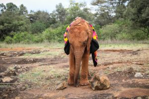 Bondeni (c) Sheldrick Wildlife Trust
