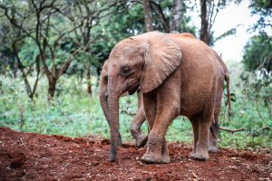 Bondeni (c) Sheldrick Wildlife Trust