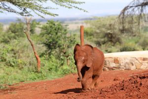 Bondeni (c) Sheldrick Wildlife Trust