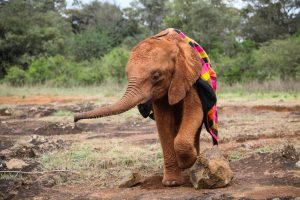 Bondeni (c) Sheldrick Wildlife Trust