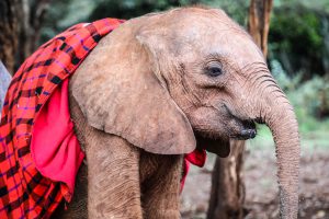 Bondeni (c) Sheldrick Wildlife Trust