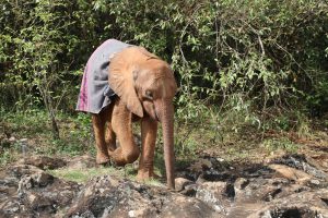 Bondeni (c) Sheldrick Wildlife Trust