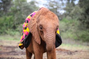Bondeni (c) Sheldrick Wildlife Trust