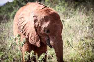 Bondeni (c) Sheldrick Wildlife Trust
