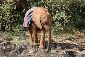 Bondeni (c) Sheldrick Wildlife Trust