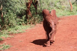 Bondeni (c) Sheldrick Wildlife Trust