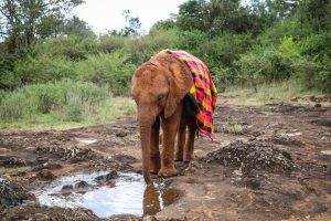 Bondeni (c) Sheldrick Wildlife Trust