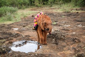 Bondeni (c) Sheldrick Wildlife Trust