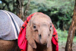 Bondeni (c) Sheldrick Wildlife Trust
